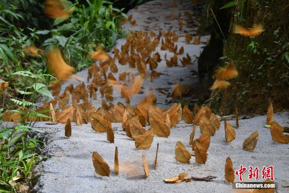 Thiên đường bươm bướm lớn nhất thế giới tại Vân Nam, Trung Quốc