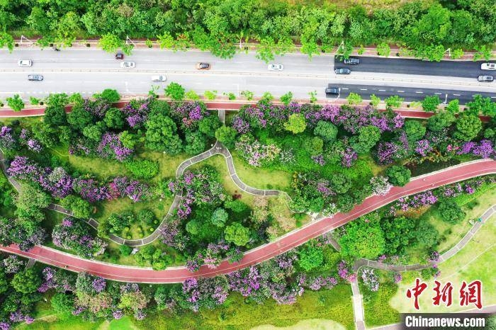 Trung Quốc: Thành phố Nam Ninh tràn ngập sắc hoa bằng lăng tím