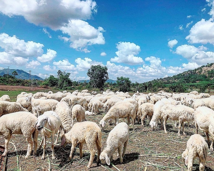 Khám phá điểm đến ngày hè – Đồng cừu ở Đồng Nai
