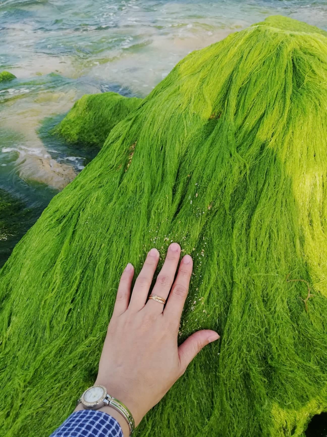 Nhơn Hải mùa rêu Nhơn Hải mùa rêu
