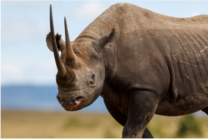 10 loại động vật bạn có thể quan sát khi đi thám hiểm hoang dã tại châu Phi
