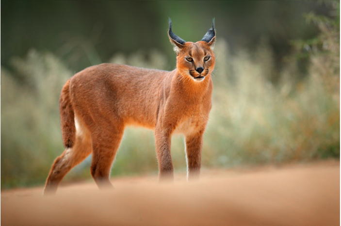 10 loại động vật bạn có thể quan sát khi đi thám hiểm hoang dã tại châu Phi