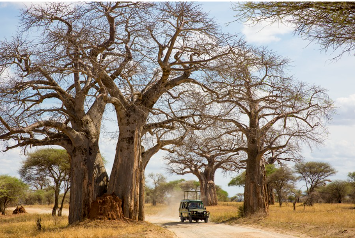 Những nơi tuyệt vời nhất để du lịch Safari trong tương lai