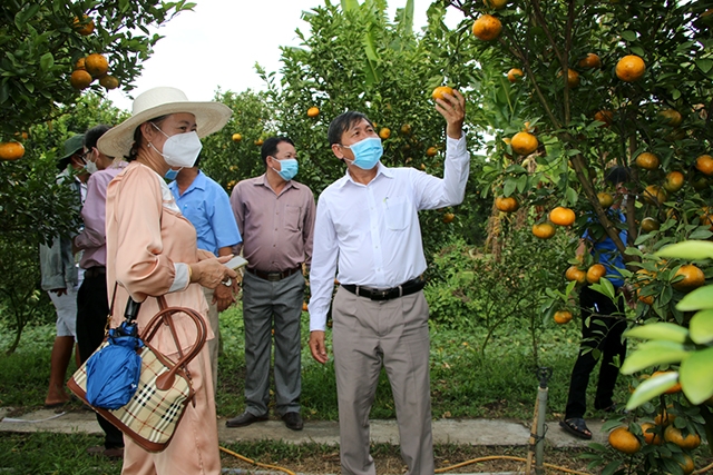 Huyện Lai Vung: Các vườn cây ăn trái háo hức đón khách tham quan