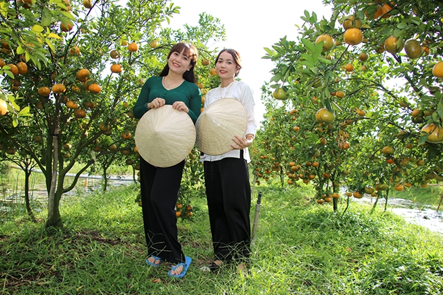 Huyện Lai Vung: Các vườn cây ăn trái háo hức đón khách tham quan