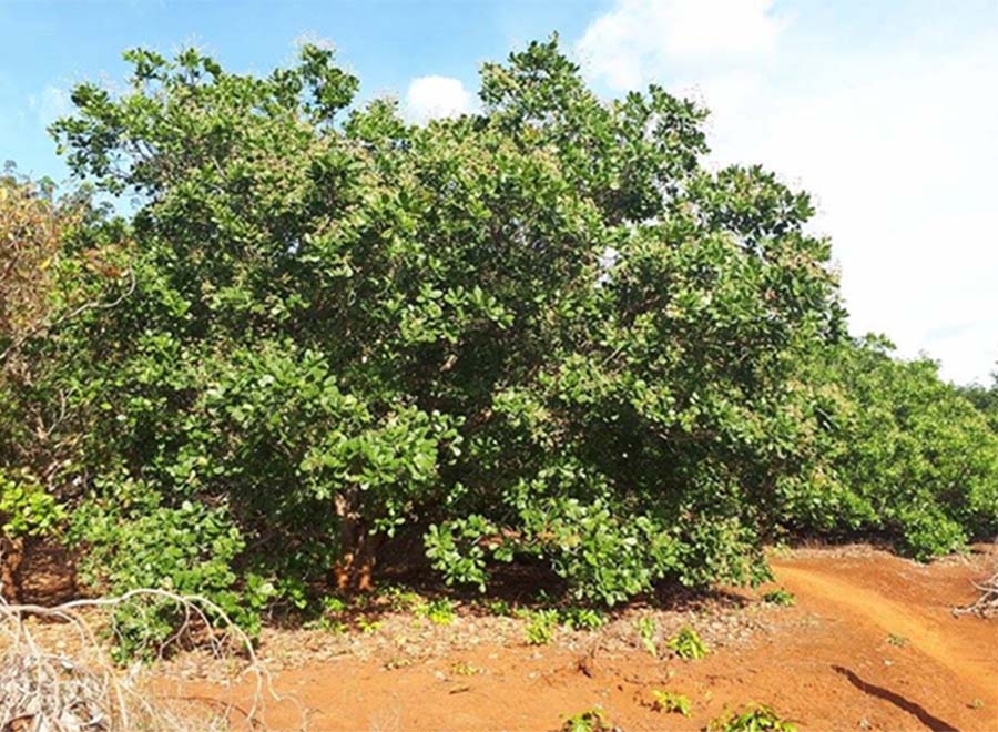 Khám phá thác Mơ Ia Khai - Chiêm ngưỡng nét đẹp của tạo hóa Khám phá thác Mơ Ia Khai - Chiêm ngưỡng nét đẹp của tạo hóa