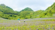 Lào Cai: Đưa sản phẩm du lịch ngắm hoa vào khai thác