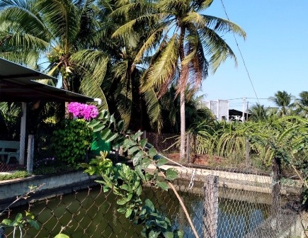 Đến Phan Thiết nhớ ghé tham quan vườn thanh long Phú Mỹ Đến Phan Thiết nhớ ghé tham quan vườn thanh long Phú Mỹ
