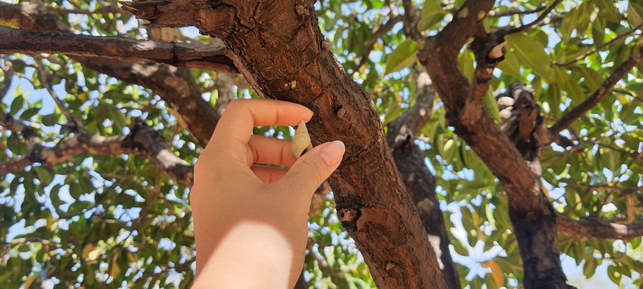 Bạn đã bao giờ thử bắt ốc trên cây bao giờ chưa? Đến Mũi Lòng Vàng ngay để trải nghiệm nhé!