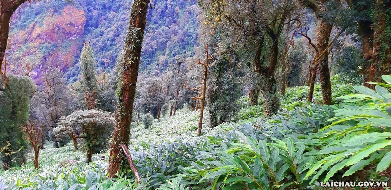 Săn hoa Đỗ Quyên trên đỉnh Pu Ta Leng