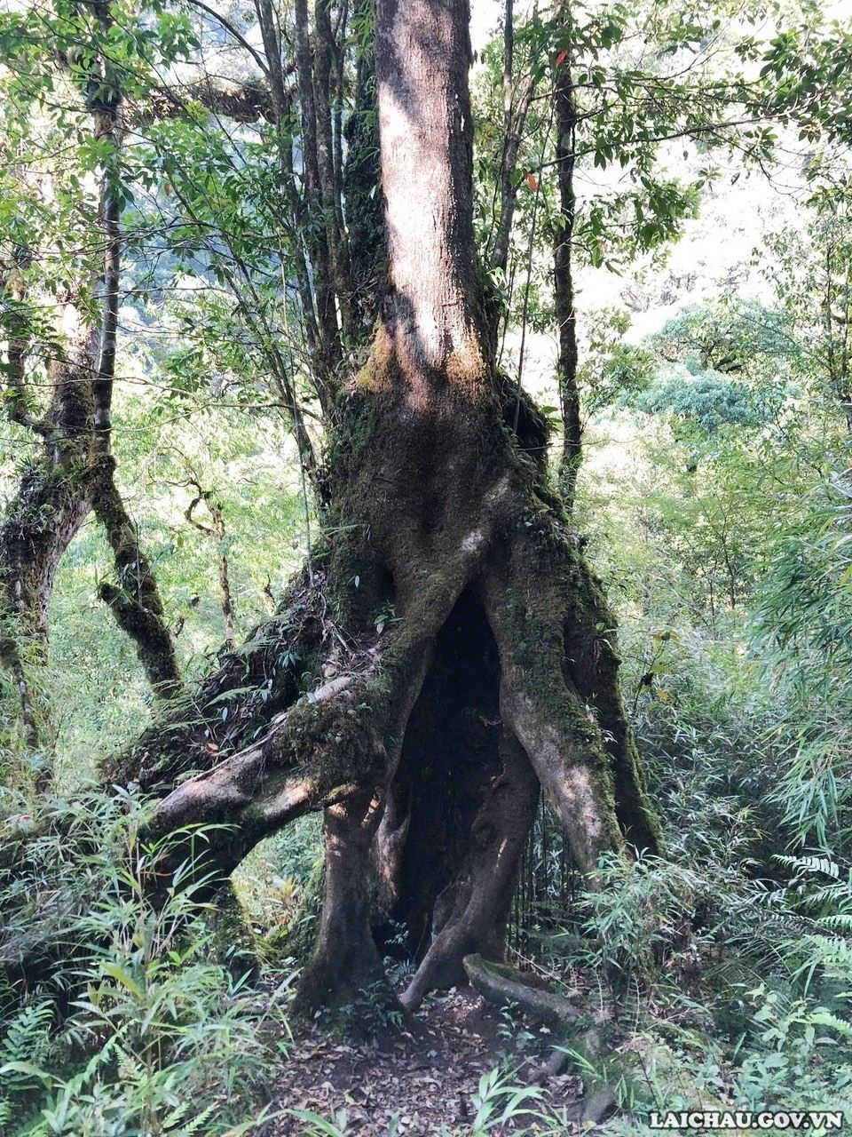 Săn hoa Đỗ Quyên trên đỉnh Pu Ta Leng