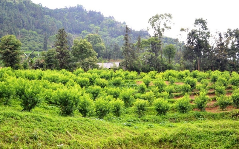 Mùa đào chín sớm trên cao nguyên Bắc Hà Mùa đào chín sớm trên cao nguyên Bắc Hà