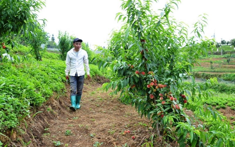Mùa đào chín sớm trên cao nguyên Bắc Hà Mùa đào chín sớm trên cao nguyên Bắc Hà