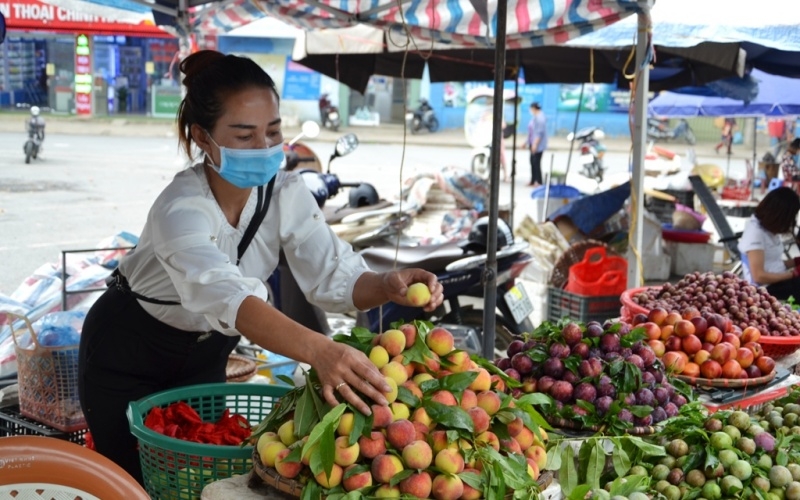 Mùa đào chín sớm trên cao nguyên Bắc Hà Mùa đào chín sớm trên cao nguyên Bắc Hà