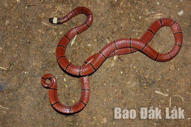 Khám phá Khu dự trữ sinh quyển thế giới thứ hai ở Tây Nguyên Khám phá Khu dự trữ sinh quyển thế giới thứ hai ở Tây Nguyên