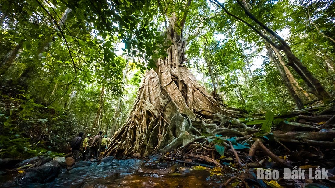 Khám phá Khu dự trữ sinh quyển thế giới thứ hai ở Tây Nguyên Khám phá Khu dự trữ sinh quyển thế giới thứ hai ở Tây Nguyên