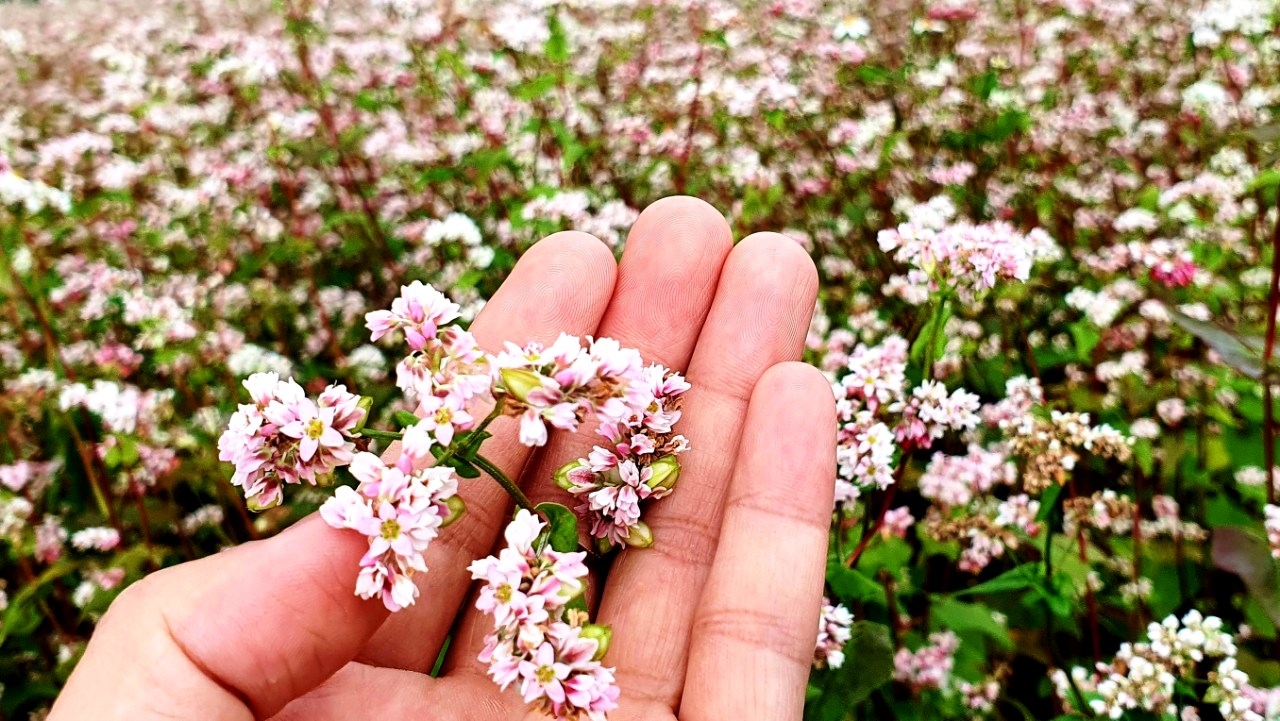 Lên Hà Giang ngắm hoa tam giác mạch trái mùa