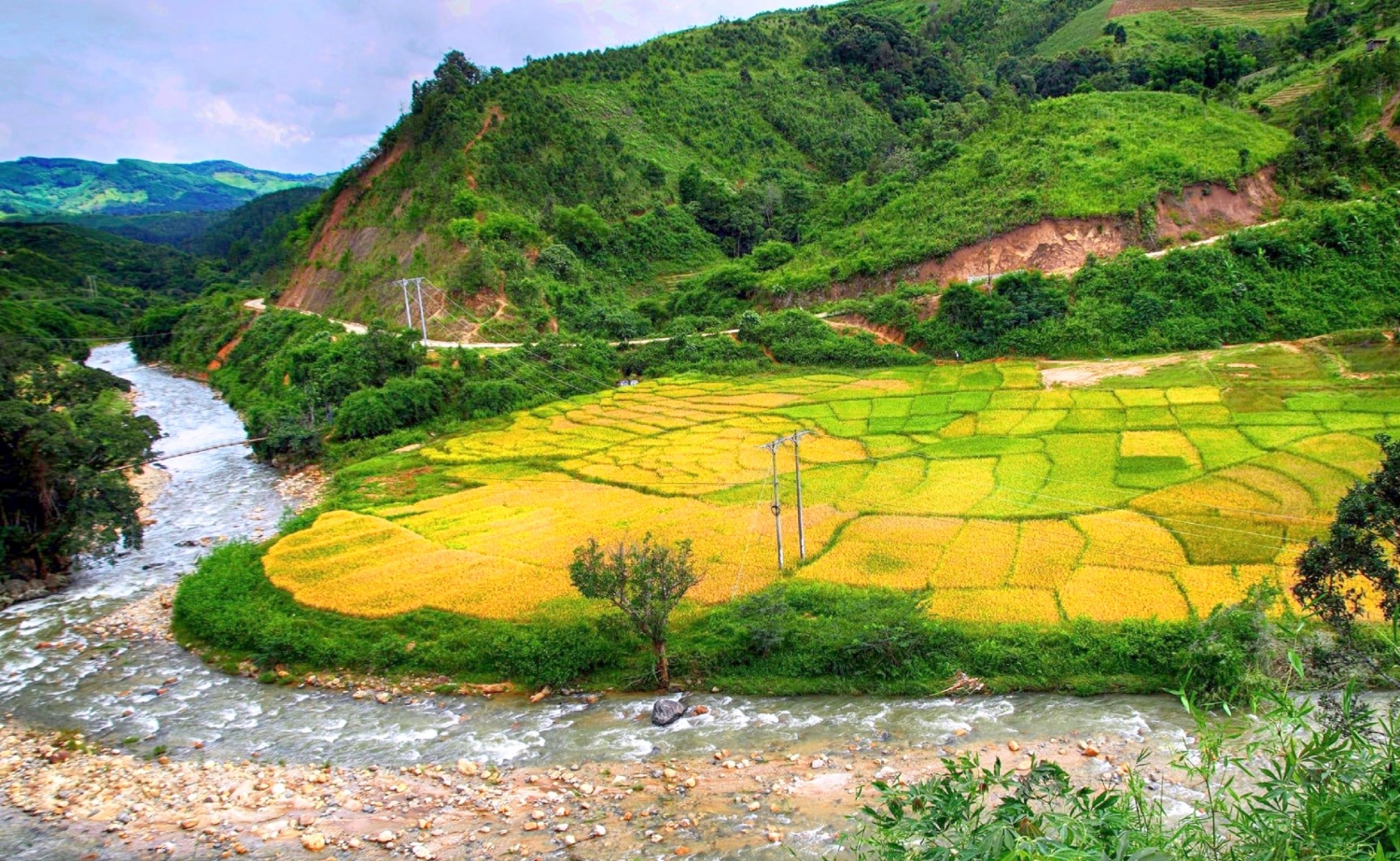 Mùa vàng ruộng bậc thang ở thung lũng Măng Ri