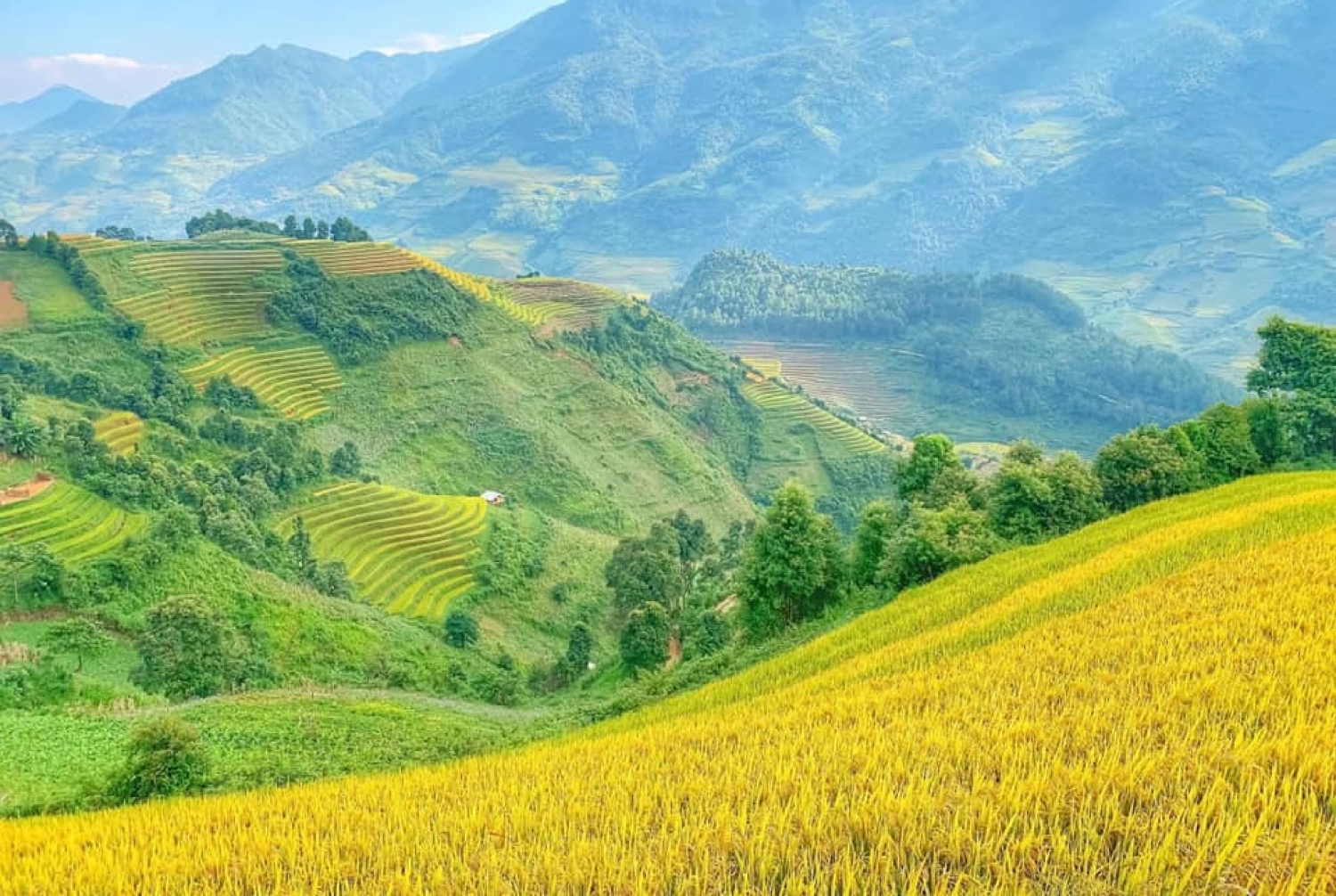 Mùa vàng ruộng bậc thang ở thung lũng Măng Ri