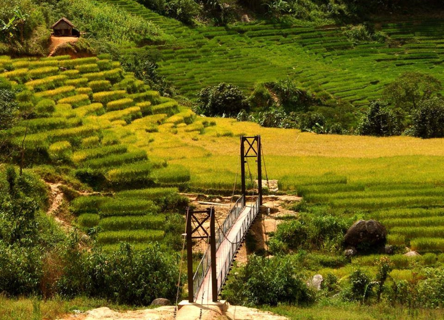 Mùa vàng ruộng bậc thang ở thung lũng Măng Ri