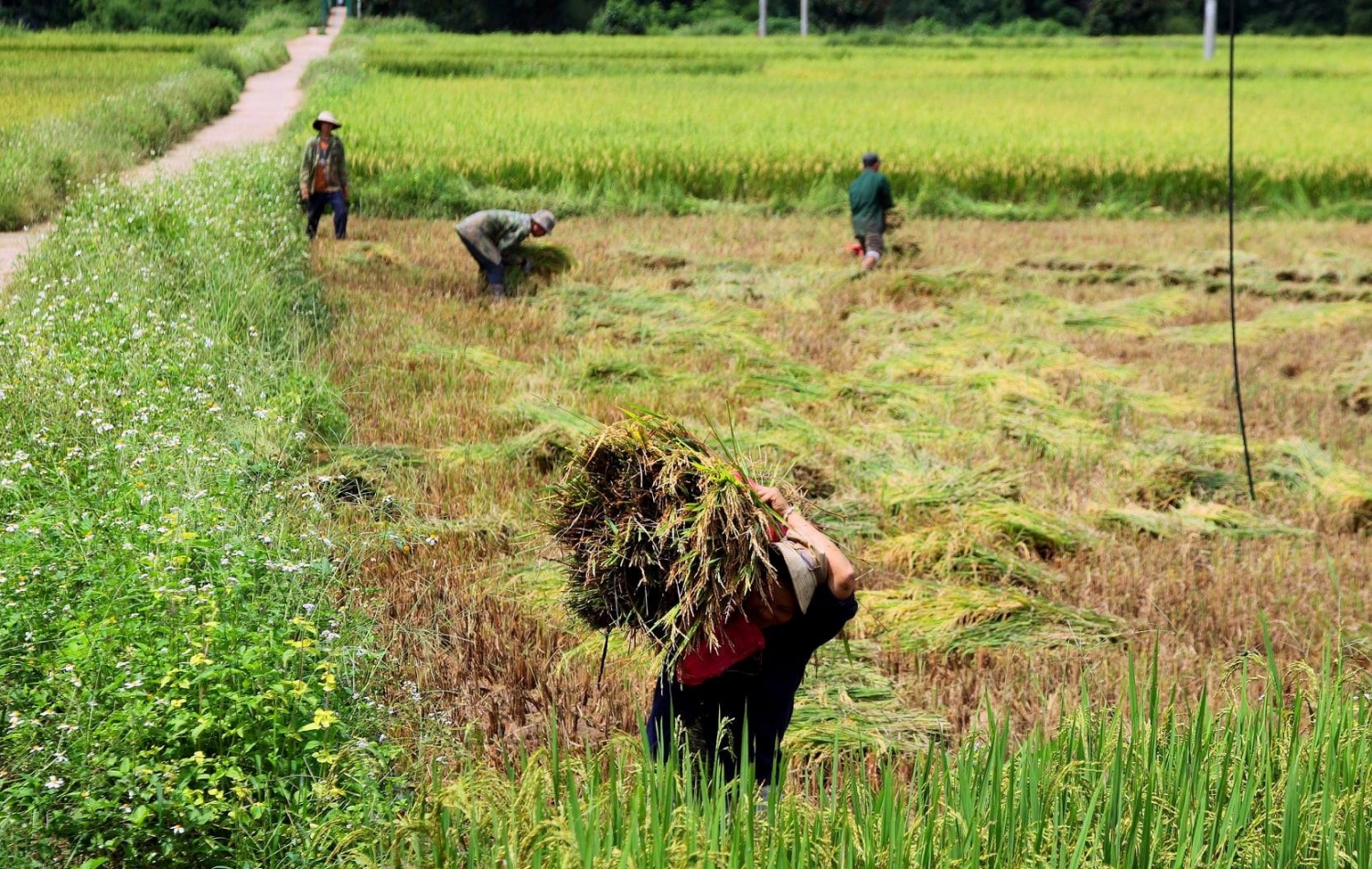 Mùa vàng ruộng bậc thang ở thung lũng Măng Ri