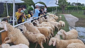 Trang trại cừu: Điểm check-in gây sốt giới trẻ ở Bạc Liêu