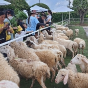 Trang trại cừu: Điểm check-in gây sốt giới trẻ ở Bạc Liêu