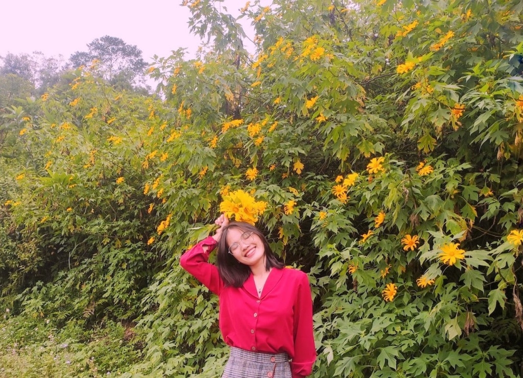Dã quỳ “nhuộm” vàng khắp núi rừng Tây Bắc Dã quỳ “nhuộm” vàng khắp núi rừng Tây Bắc
