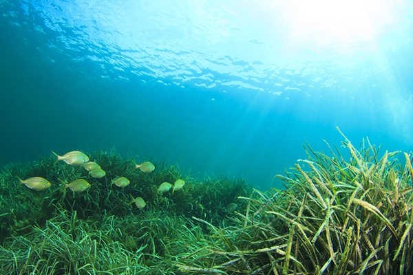 Hướng đến mục tiêu 6,0% diện tích tự nhiên vùng biển quốc gia được bảo tồn