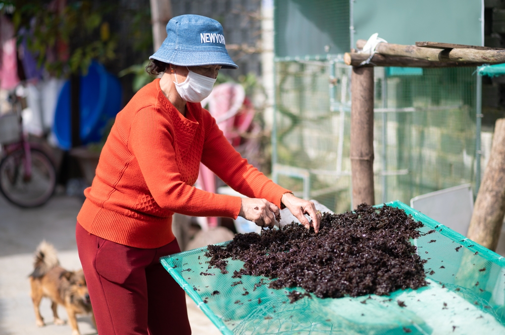 Đà Nẵng: Người dân làng Nam Ô vào mùa hái ''lộc biển'' Đà Nẵng: Người dân làng Nam Ô vào mùa hái ''lộc biển''