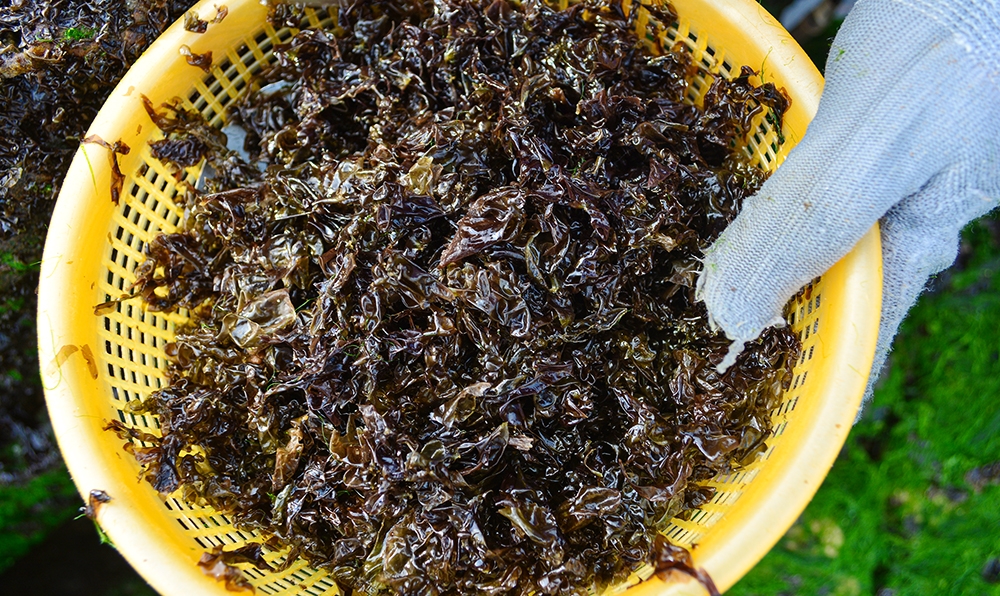 Đà Nẵng: Người dân làng Nam Ô vào mùa hái ''lộc biển'' Đà Nẵng: Người dân làng Nam Ô vào mùa hái ''lộc biển''