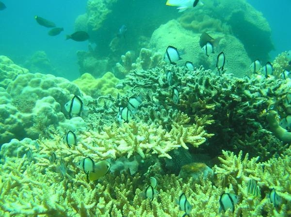 Ninh Thuận khôi phục hệ sinh thái ven biển