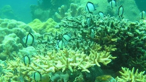 Ninh Thuận khôi phục hệ sinh thái ven biển