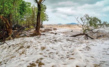 Cà Mau: Mùa nước biển dâng