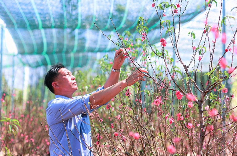 Ông Nguyễn Tiến Hồng kiểm tra vườn đào chuẩn bị cho vụ Tết Nguyên đán Nhâm Dần 2022