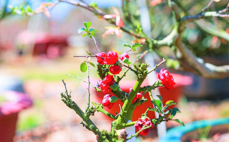 Cây Nhất chi mai đỏ quý hiếm tại vườn đào của ông Hồng