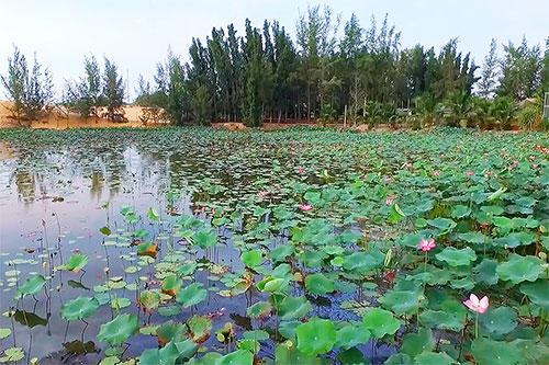 Bàu Trắng - Bức tranh sơn thủy lung linh, huyền ảo Bàu Trắng Bức tranh sơn thủy lung linh, huyền ảo