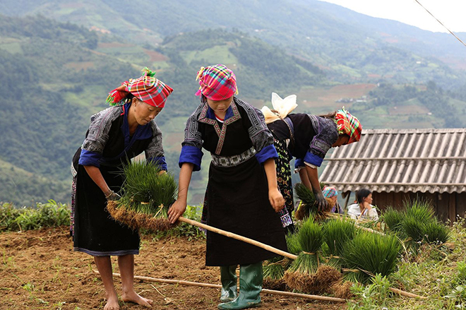 Mãn nhãn cảnh sắc Mù Cang Chải mùa nước đổ