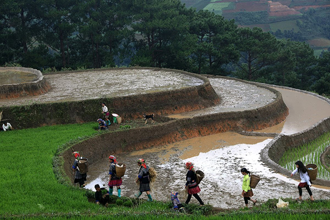 Mãn nhãn cảnh sắc Mù Cang Chải mùa nước đổ