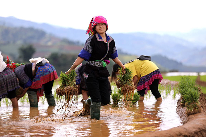 Mãn nhãn cảnh sắc Mù Cang Chải mùa nước đổ