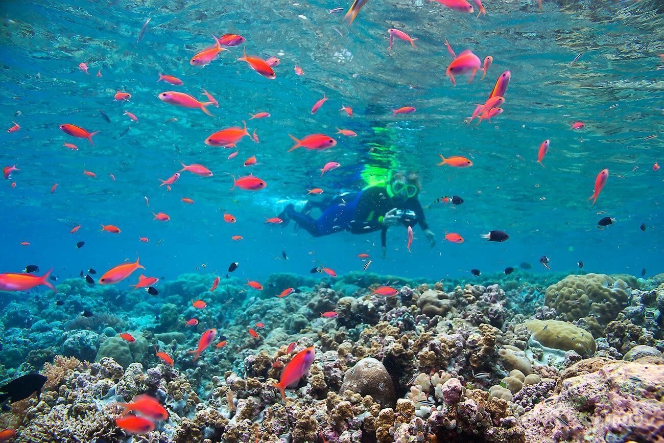Đảo quốc Palau: Tấm gương bảo tồn hệ sinh thái biển