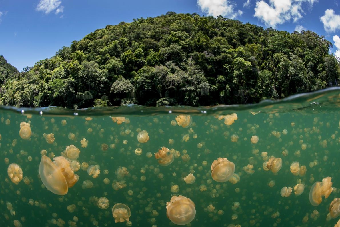 Đảo quốc Palau: Tấm gương bảo tồn hệ sinh thái biển