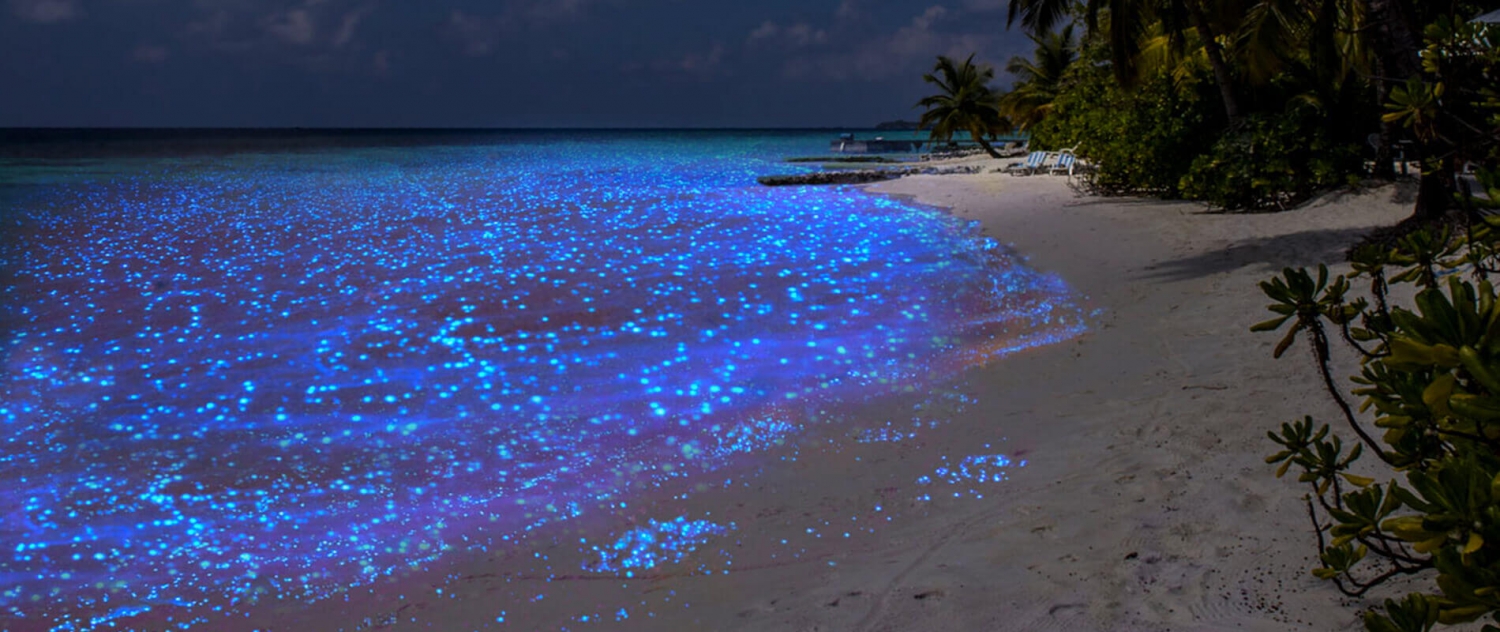 Kỳ ảo bãi biển phát sáng ở Maldives