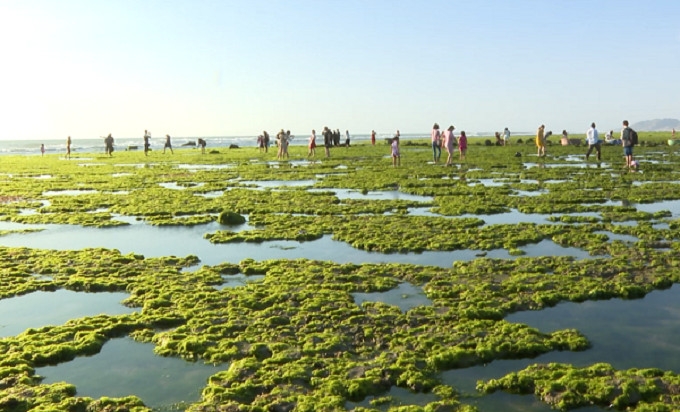 Cánh đồng rong biển Từ Thiện, Ninh Thuận
