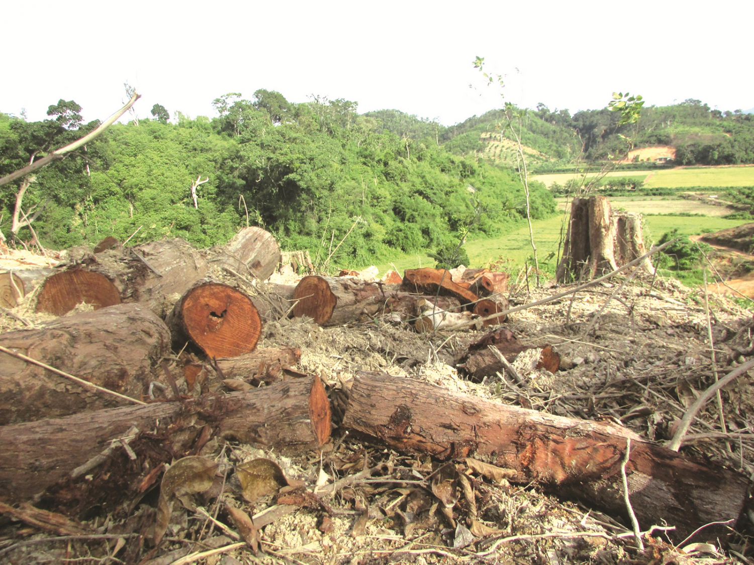 Thủ tướng Chính phủ yêu cầu các địa phương tăng cường công tác bảo vệ rừng