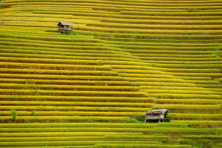 len lich ghe mua vang mu cang chai va trai nghiem festival du luon 2018