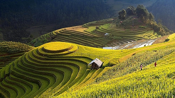 len lich ghe mua vang mu cang chai va trai nghiem festival du luon 2018