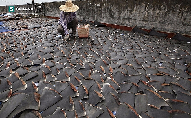 Những món ăn gây tranh cãi "nảy lửa" trên thế giới nhung mon an gay tranh cai nay lua tren the gioi