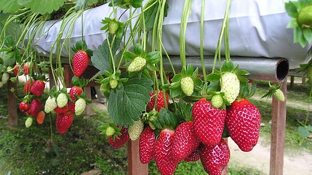 nhung mon an gay thuong nho o da lat