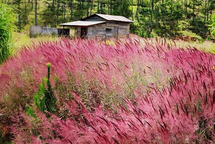 Chiêm ngưỡng cánh đồng cỏ hồng "đẹp quên sầu" tại Đà Lạt | Đi và kể